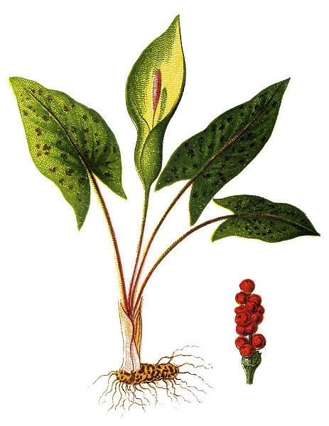 Arum maculatum (snakeshead, adders root, arum, wild arum, arum lily, lords-and-ladies, devils and angels, cows and bulls, cuckoo-pint, soldiers diddies, priests pintle, Adam and Eve, bobbins, naked girls, naked boys, starch-root, wake robin)