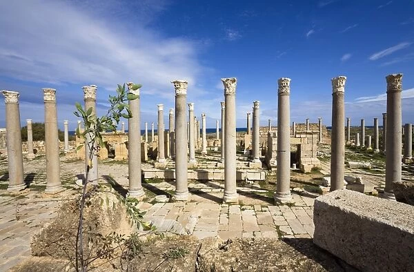 Augustus Temple, Leptis Magna, Libya, North Africa, Africa