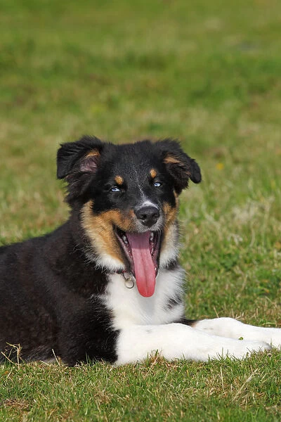 Australian Shepherd dog, black tricolor, puppy with blue eyes
