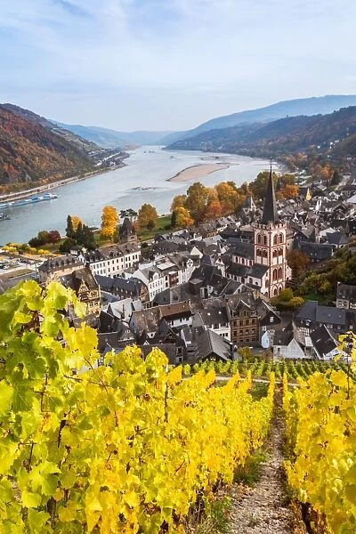 Autumn vineyards and river Rhine, Bacharach, Germany