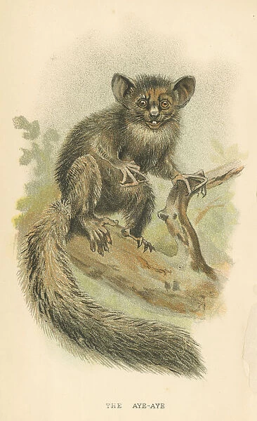 Aye-aye lemur primate 1894