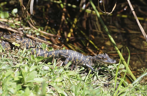 Baby alligator, Alligator mississippiensis. Everglades National Park, Florida, USA. UNESCO World Heritage Site (Biosphere Reserve)
