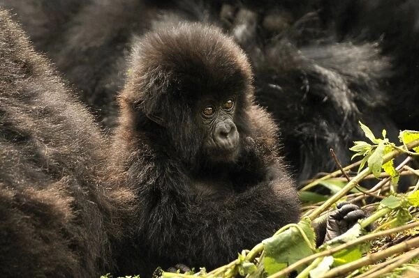 Baby Mountain Gorilla -Gorilla beringei beringei- from the Hirwa group at the foot of the Gahinga Volcano, Parc National des Volcans, Volcanoes National Park, Rwanda, Africa