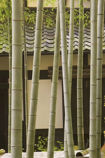 Bamboo and House detail, Kyoto, Honshu, Japan