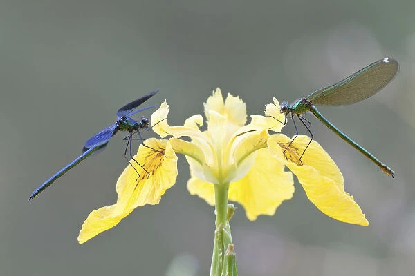 Banded Demoiselles -Calopteryx splendens-, male and female on an iris, North Hesse, Hesse, Germany