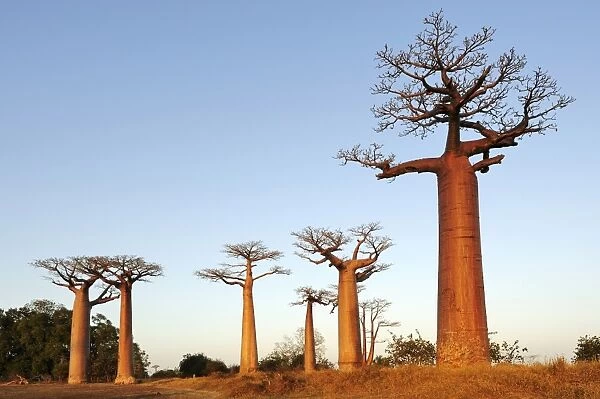 Baobab-Alley, Grandidiers Baobab (Adansonia grandidieri) in the morning light, Morondava, Madagascar, Africa