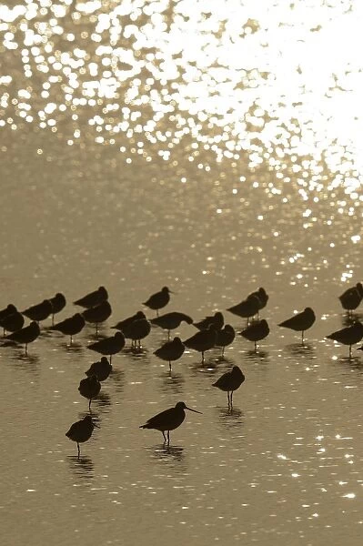 Bar-tailed Godwit -Limosa lapponica-, backlit standing in the water, Texel, The Netherlands, Europe