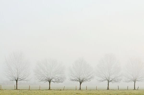 Bare row of trees in fog, Rheinberg, Lower Rhine region, North Rhine-Westphalia, Germany