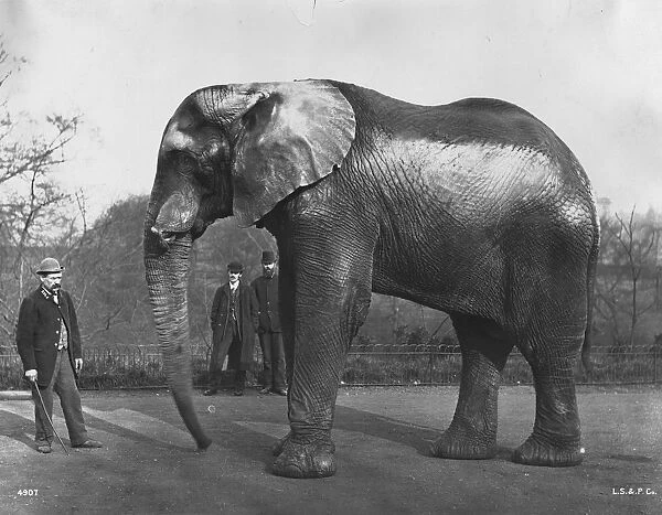 Barnums Elephant. circa 1890: Jumbo, the famous elephant which belonged