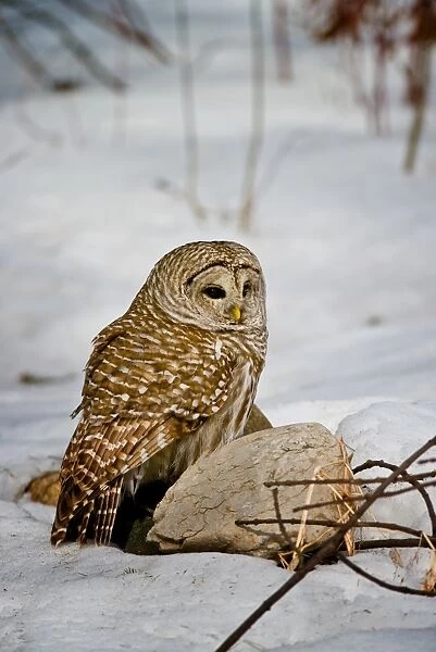Barred Owl In Snow. A Barred Owl is standing on a rock in the snow