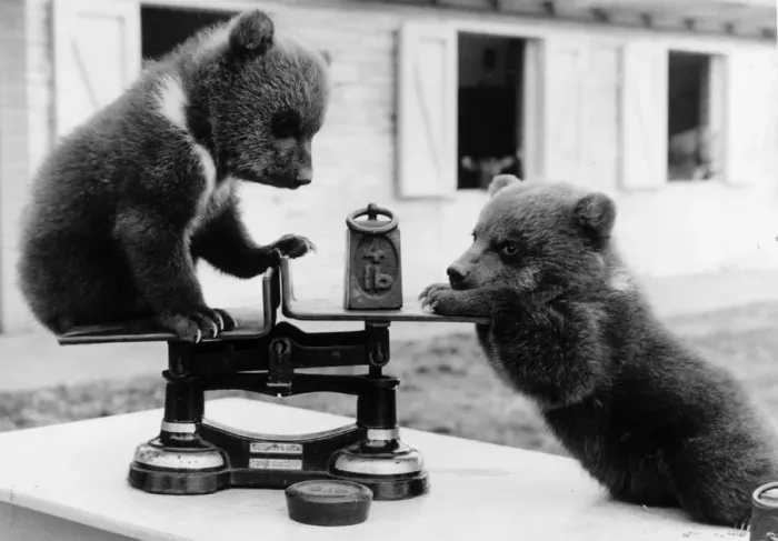 Framed Print : Brown bear cubs on a scale, Print