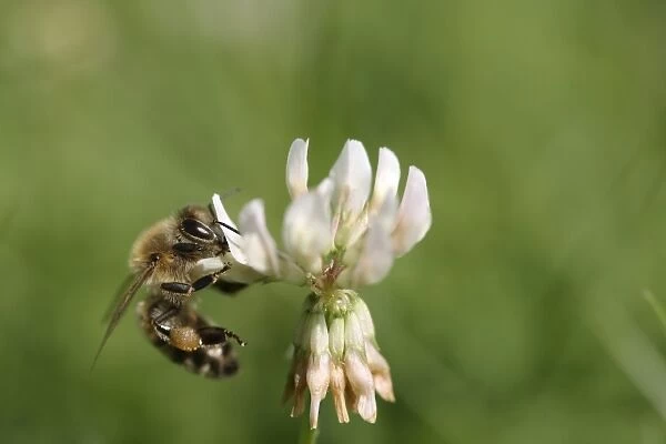 Bee -Apiforme- on a white clover flower