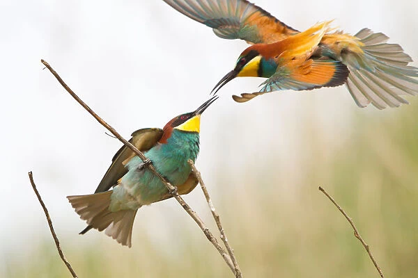 Bee-eater -Merops apiaster- approaching a twig, Saxony-Anhalt, Germany