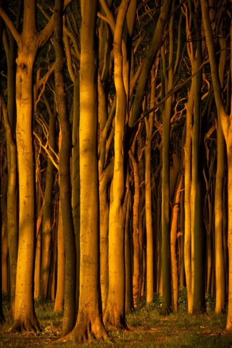 Framed Print : Beech Forest Evening Print Framed Print : Beech Forest Evening Print