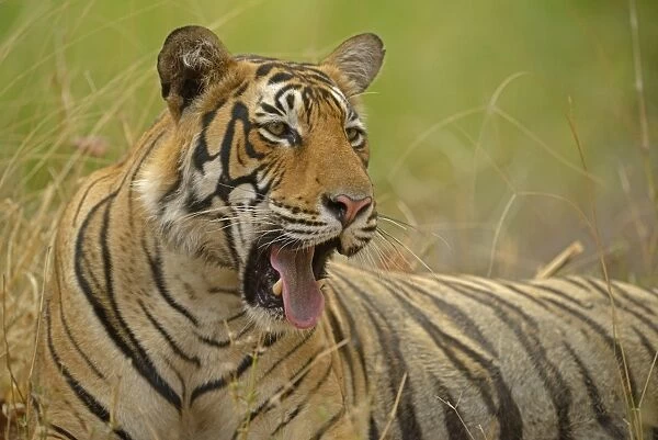 Bengal Tiger -Panthera tigris tigris-, yawning, Ranthambhore National Park, Sawai Madhopur, India