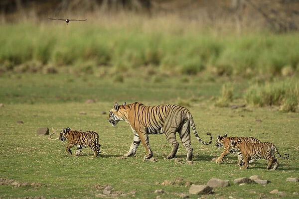 Bengal Tigers -Panthera tigris tigris-, female with three cubs in a dry lake bed, Ranthambore Tiger Reserve, India
