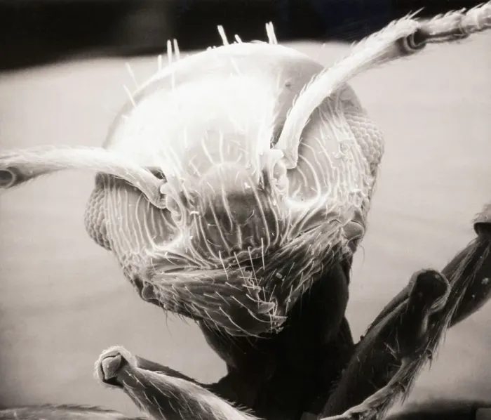Framed Print : Electron Microscope View of an Enlarged Ant Head Print Framed Print : Electron Microscope View of an Enlarged Ant Head Print