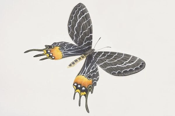 Bhutanitis lidderdalei, Bhutan Glory, black butterfly patterned yellow patches