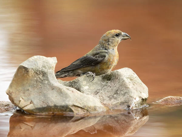 Bird Red Crossbill, famale, ( Loxia curvirostra ), species Passeriformes, family of finches, On a stone of a lake surrounded with water