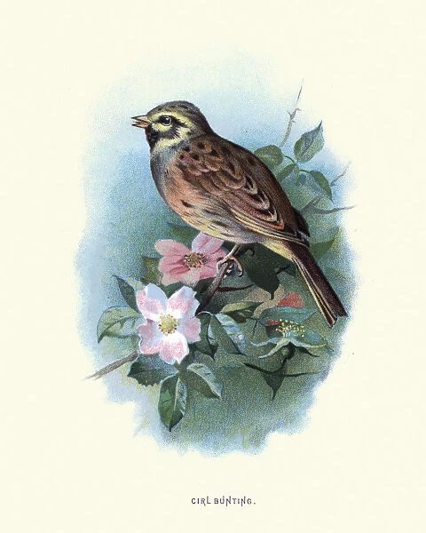 Birds, cirl bunting (Emberiza cirlus), passerine bird