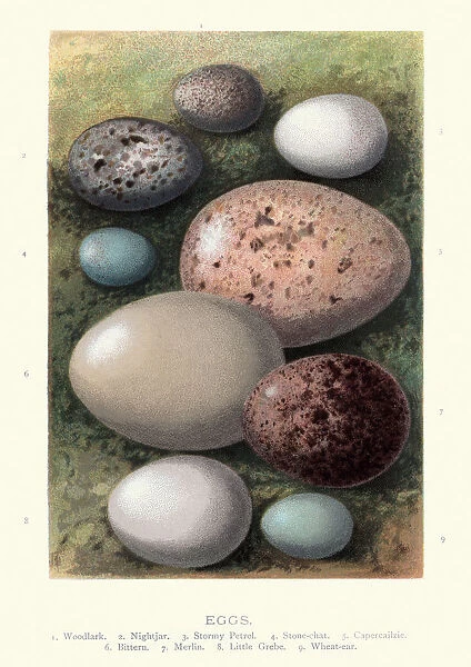 Birds eggs, Woodlark, Nightjar, Stormy Petrel, Stone chat, Capercailzie, Bitten