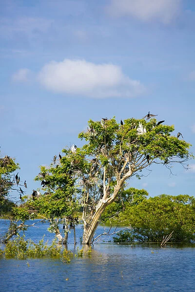 Birds perching in tree at Prek Toal Bird Sanctuary, Tonle Sap Lake, Cambodia