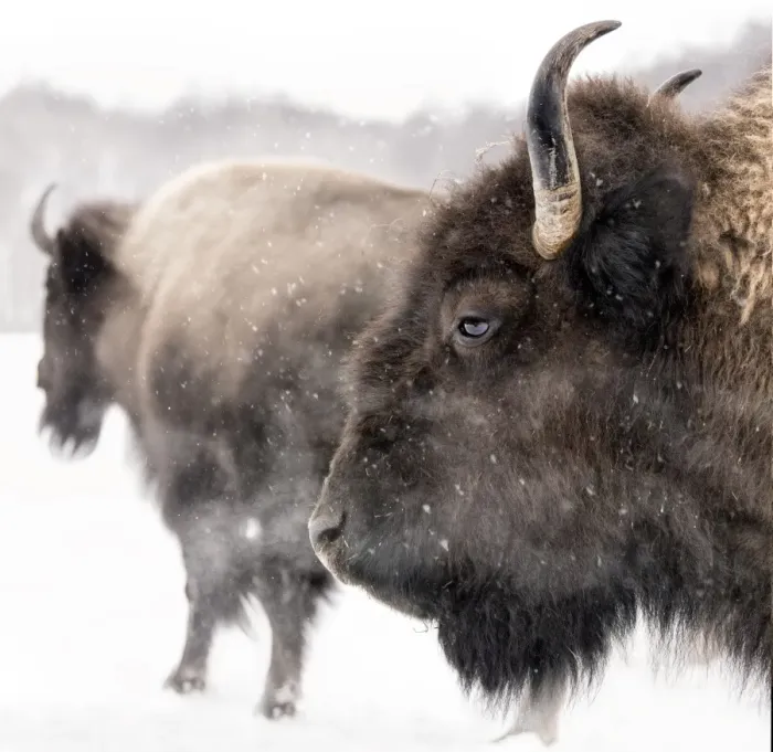 Framed Print : Bison Winter Portrait Print Framed Print : Bison Winter Portrait Print