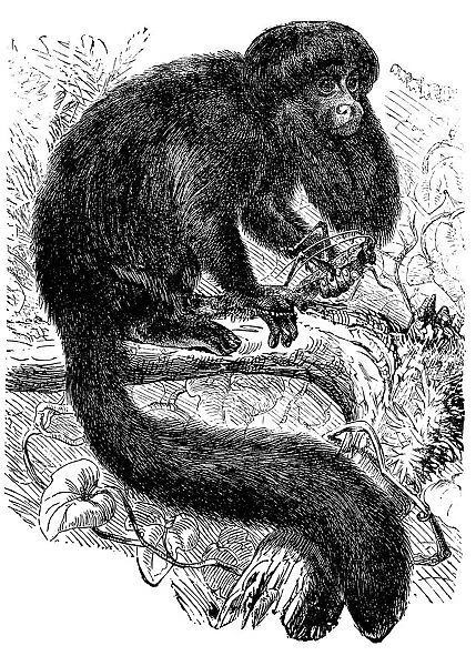 The black bearded saki (Chiropotes satanas)
