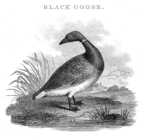 Black goose engraving 1812