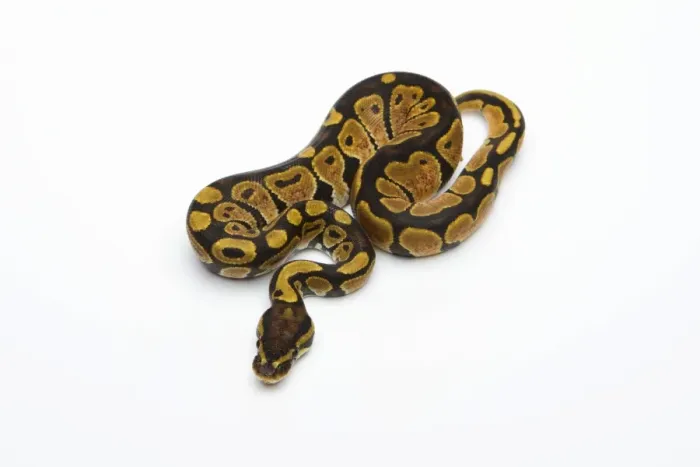 Framed Print : Black Head Spider Het Albino Possible Het Ghost Ball Python Print Framed Print : Black Head Spider Het Albino Possible Het Ghost Ball Python Print