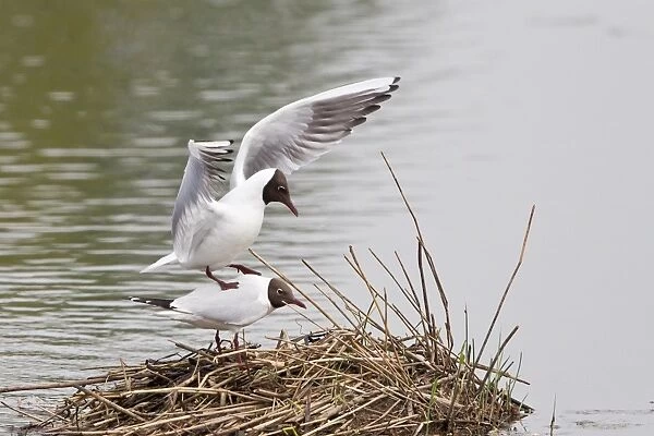 Black-headed gulls -Larus ridibundus-, mating, Muenster, North Rhine-Westphalia, Germany