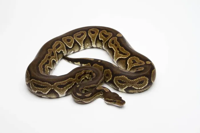 Framed Print : Black Pastel Ball Python Print