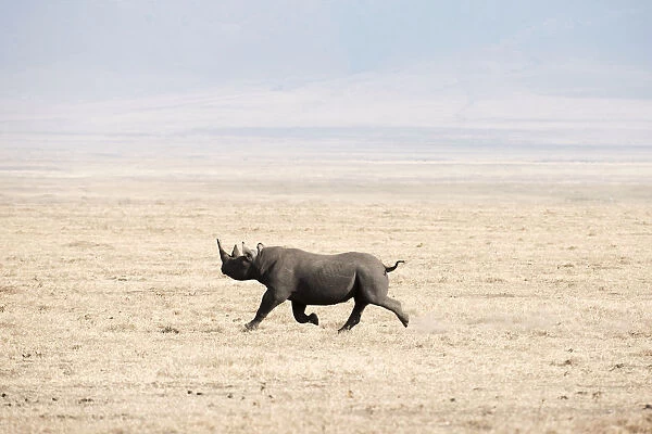 Black Rhinoceros (Diceros bicornis) running across dry, dusty savannah, Ngorongoro Crater