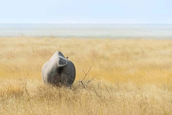 Black Rhinoceros -Diceros bicornis- walking through dry grass at the edge of the Etosha Pan, Etosha National Park, Namibia