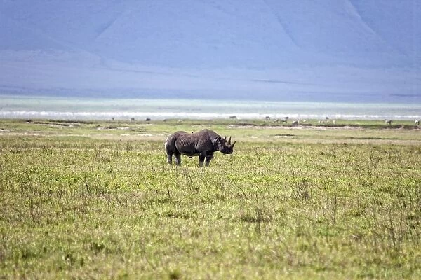 Black Rhinoceros, Tanzania