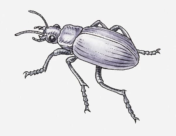 Black and white illustration of Common Black Ground Beetle (Pterostichus melanarius)