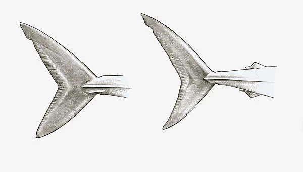 Black and white illustration of two shark tail fins, single-keeled tail of Mako shark (Isurus sp. ), and double-keeled tail of Porbeagle shark (Lamna nasus)