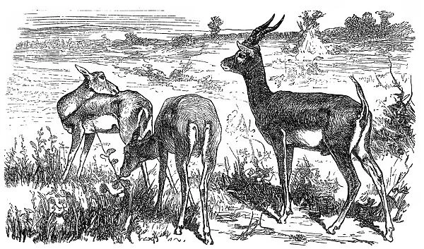 Blackbuck antelope (Strepsiceros cervicapra)