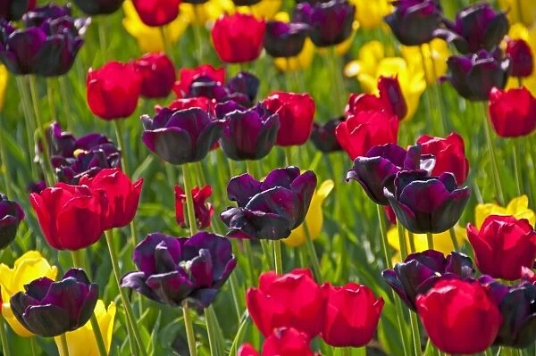 Blooming colourful Tulips -Tulipa-
