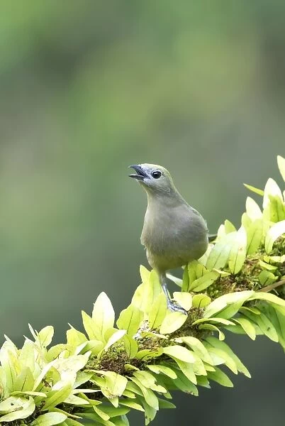 Blue-gray Tanager (Thraupis episcopus), Costa Rica