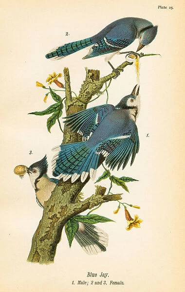 Blue jay bird lithograph 1890