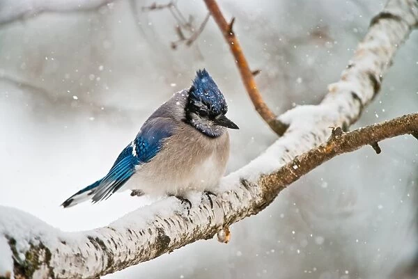 Blue Jay In Winter. A Blue Jay perched on a Birch branch during a show fall