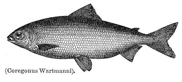 Blue whitefish engraving 1897