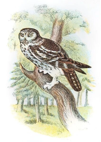 Boreal owl engraving 1896