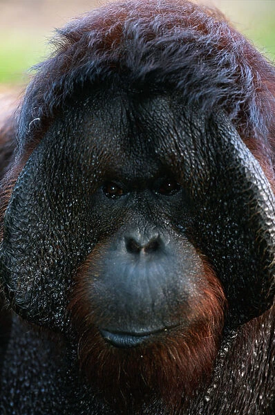 Borneo orang utan (Pongo pygmaeus) close up, captive, Borneo, Indonesia