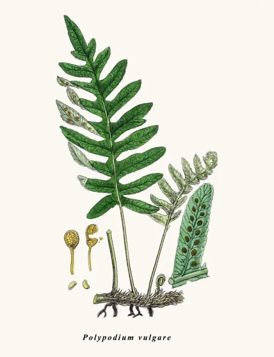 Framed Print : Common Polypody Print (Polypodium vulgare) Framed Print : Common Polypody Print (Polypodium vulgare)
