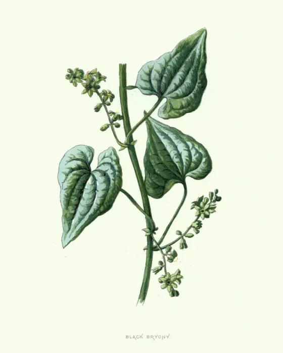Framed Print : Vintage Dioscorea communis Print Framed Print : Vintage Dioscorea communis Print