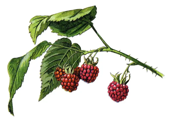 Framed Print : Raspberry Antique Botanical Print of Medicinal Plants Framed Print : Raspberry Antique Botanical Print of Medicinal Plants