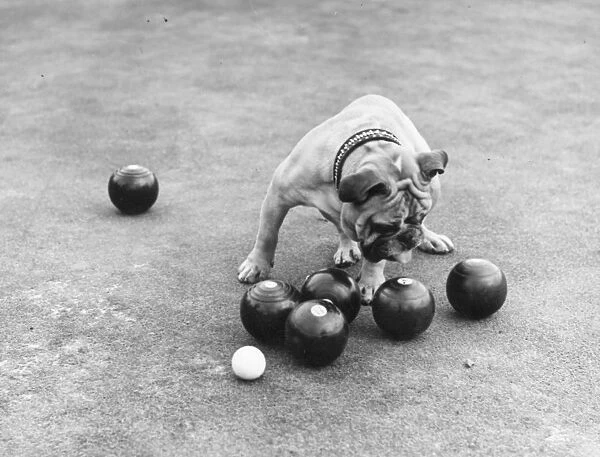 Bowling Dog