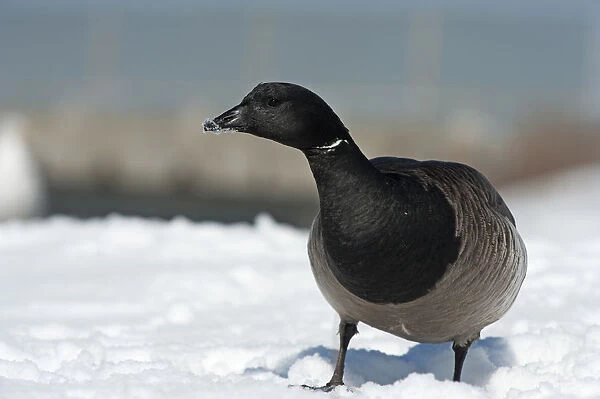 Brant goose in winter